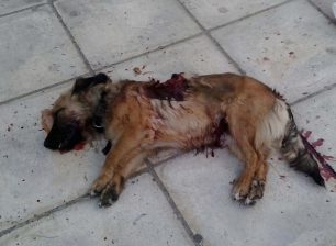 Χανιά: Ψυχικά κλονισμένος σκότωσε τον σκύλο του